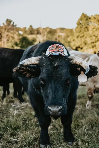 Lane Frost Diamondback Western Snapback Hat - Stock Photo of Lane Frost Diamondback Hat